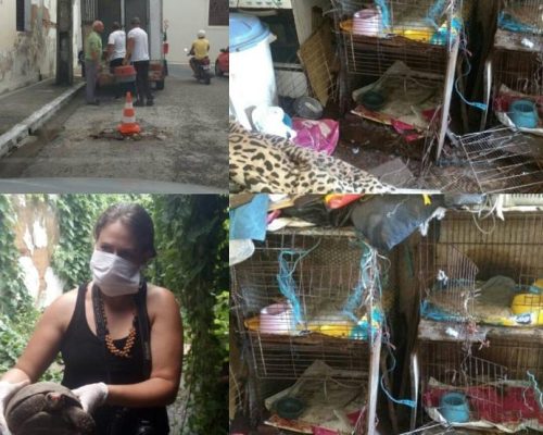 Idosa acumuladora de animais morre e bichos se alimentam de seus restos mortais em João Pessoa