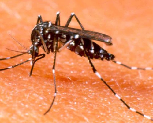 Brasil já tem mais de 3 milhões de casos de dengue em 2024